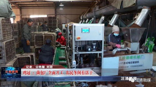 雞冠菌包廠全面開工，網(wǎng)絡(luò)工程賦能，農(nóng)民冬閑有活干